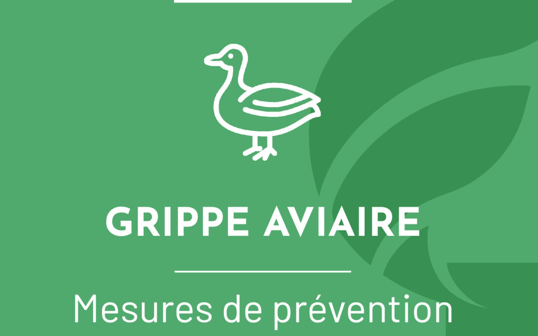 Influenza aviaire : risque élevé